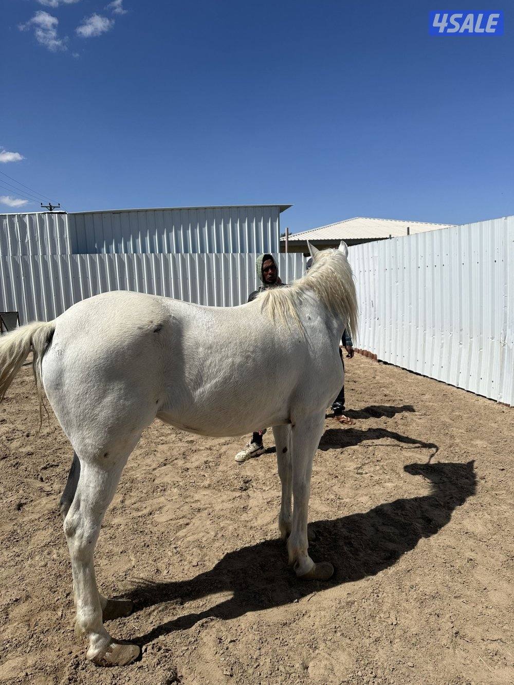 للبيع خيل عربي ركوب1