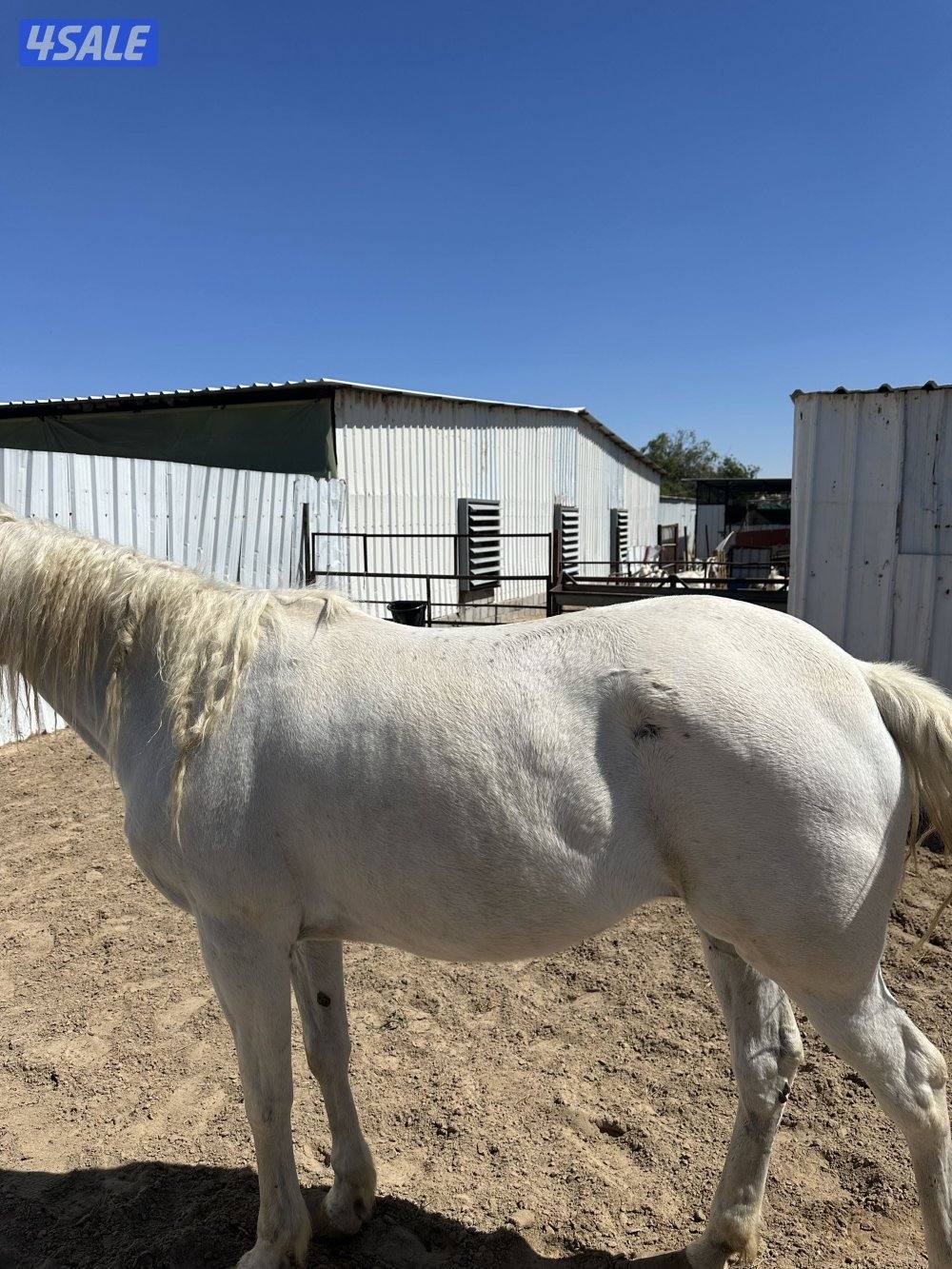 للبيع خيل عربي ركوب2