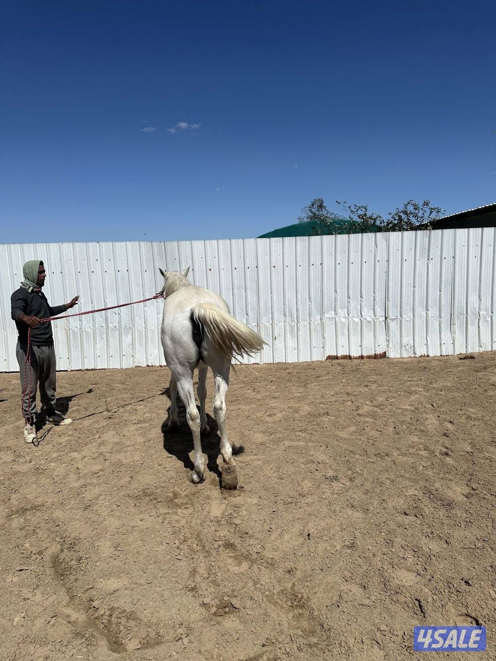 للبيع خيل عربي ركوب3