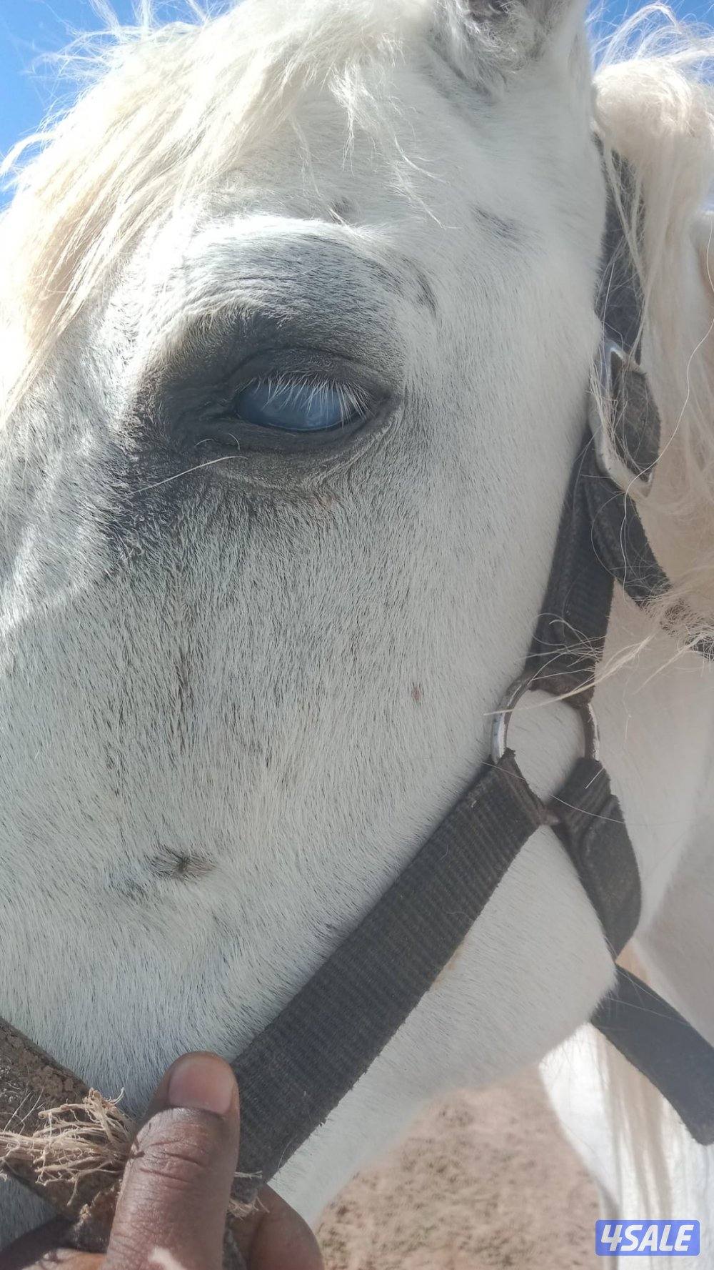 للبيع خيل عربي ركوب4