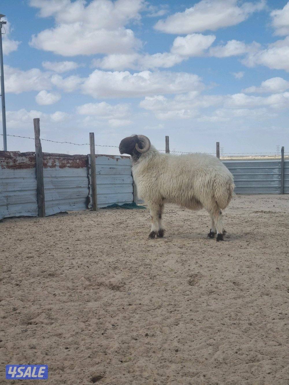 للبيع فحل توه ثني

شرط يقرع0