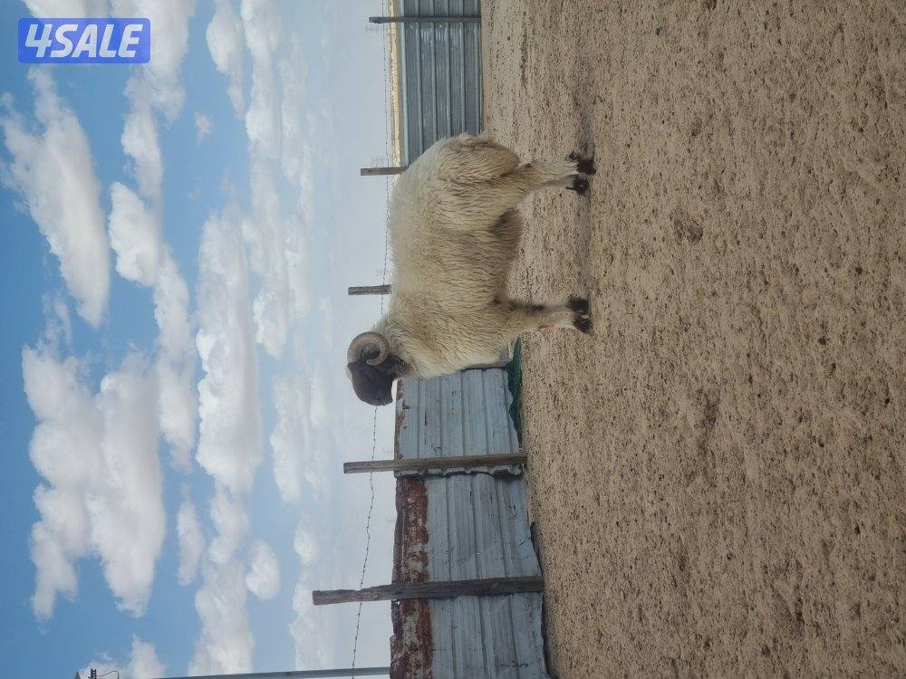 للبيع فحل توه ثني

شرط يقرع1