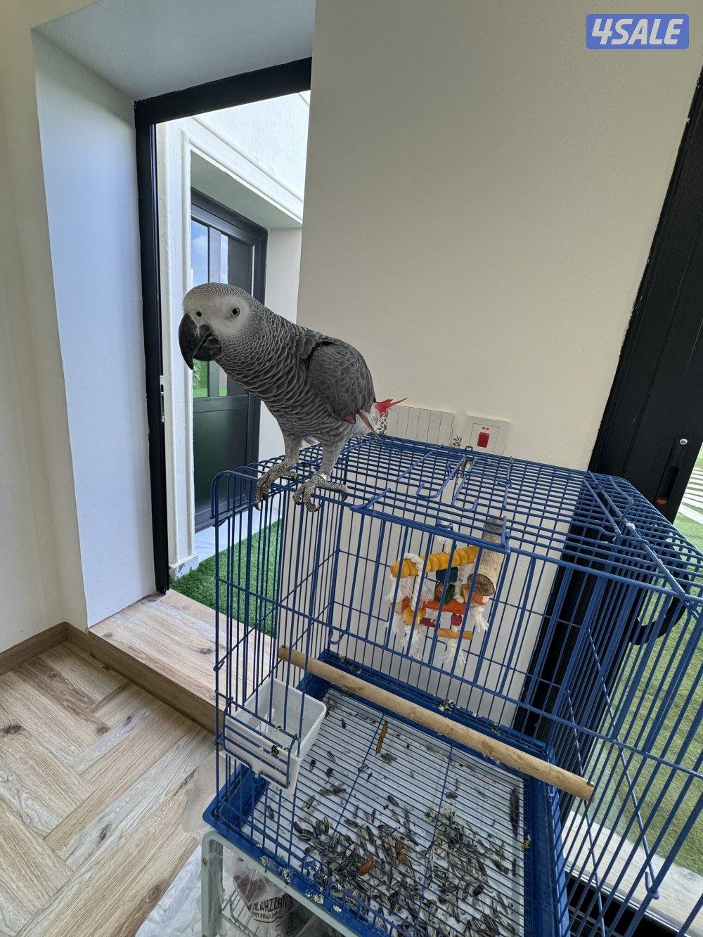 كاسكو طفرة مافي عض يتكلم العمر تقريبا سنه البيع عدم تفرغ0