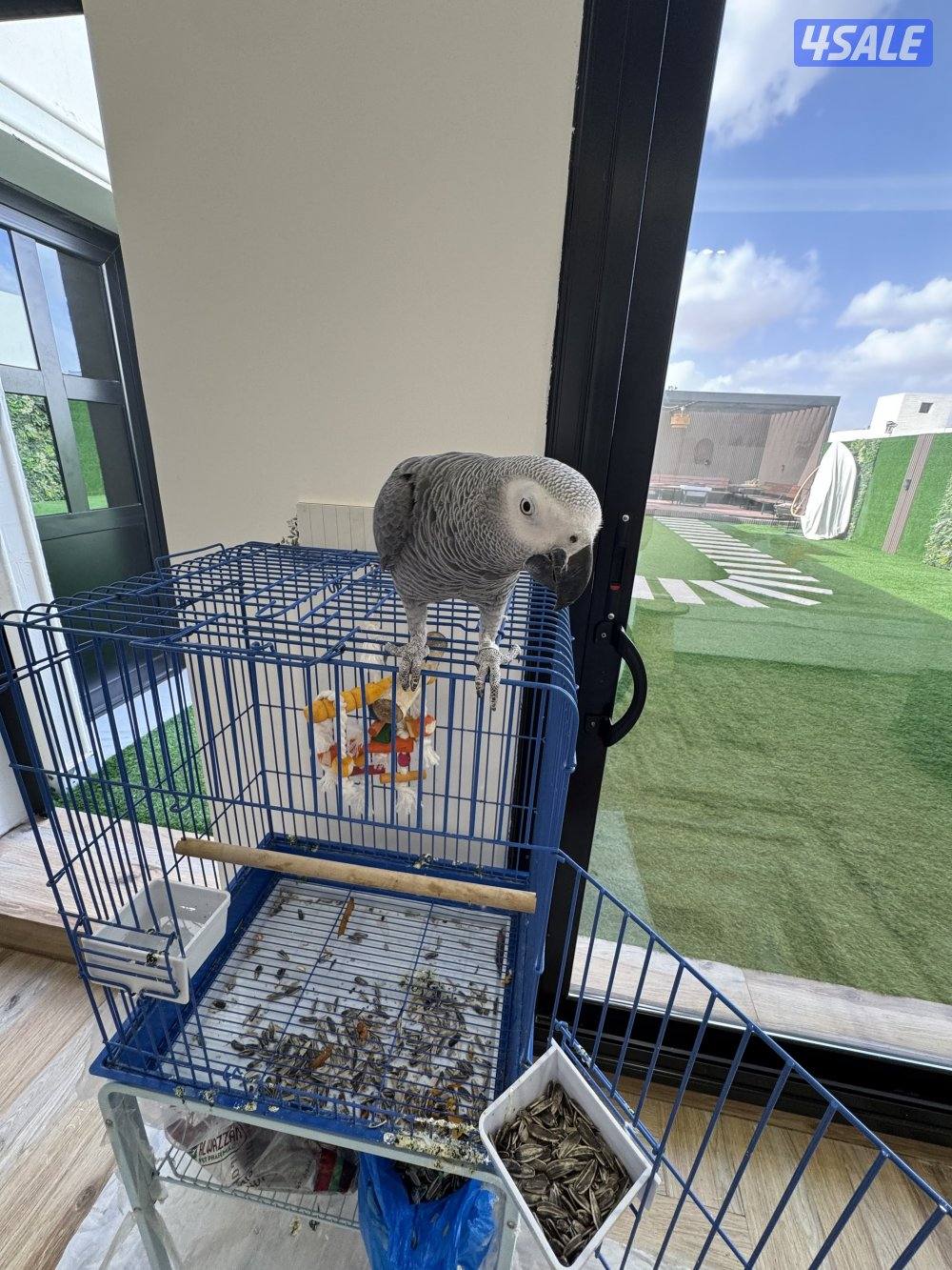 كاسكو طفرة مافي عض يتكلم العمر تقريبا سنه البيع عدم تفرغ1