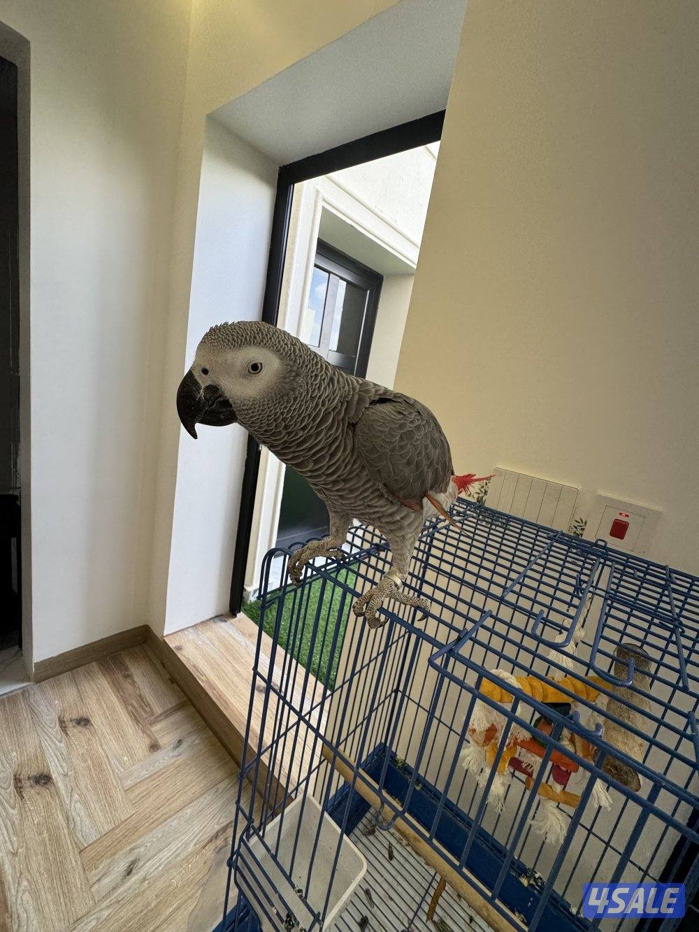 كاسكو طفرة مافي عض يتكلم العمر تقريبا سنه البيع عدم تفرغ2