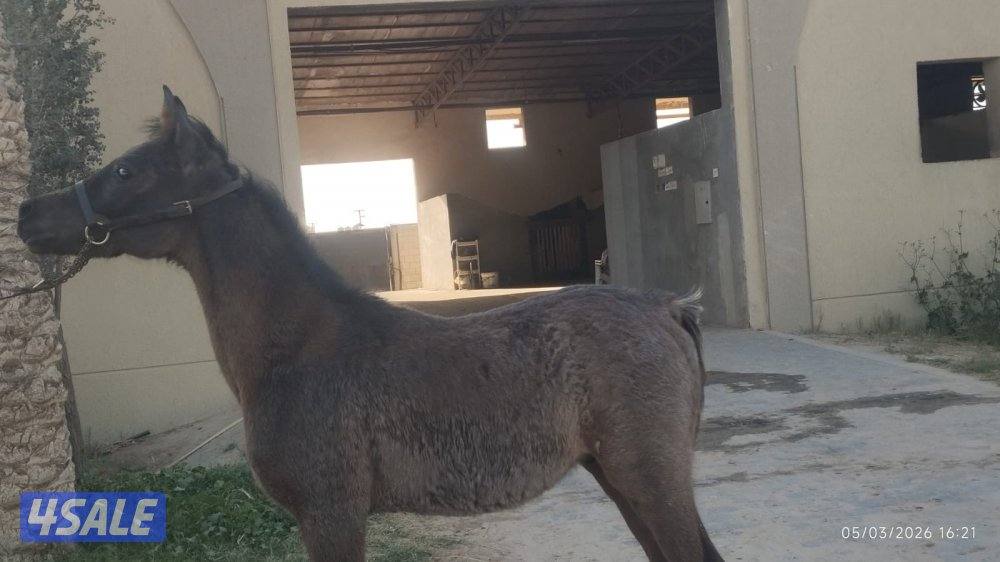 مهر مصري للبيع0