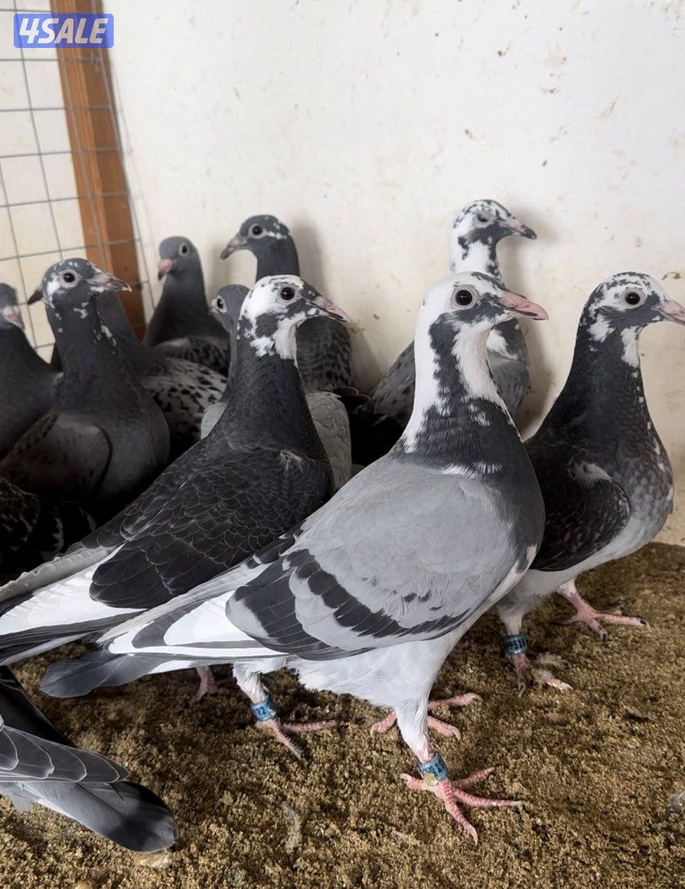 للبيع فروخ زاجل سباق0