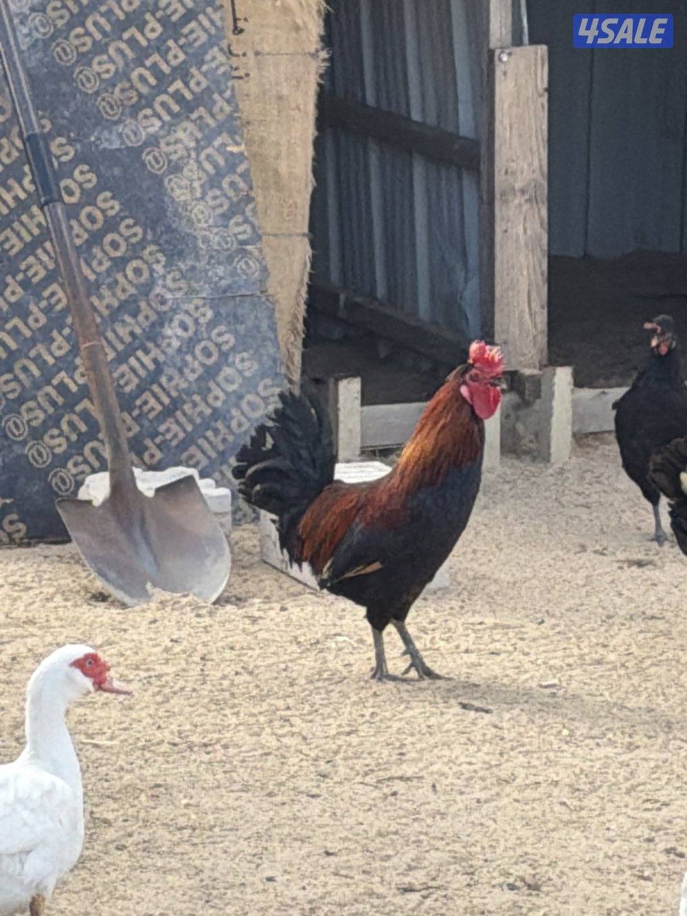 للبيع مجاميع دجاج بأفضل الاسعار 🌿🪶،المجموعه 4 وديج  ب100