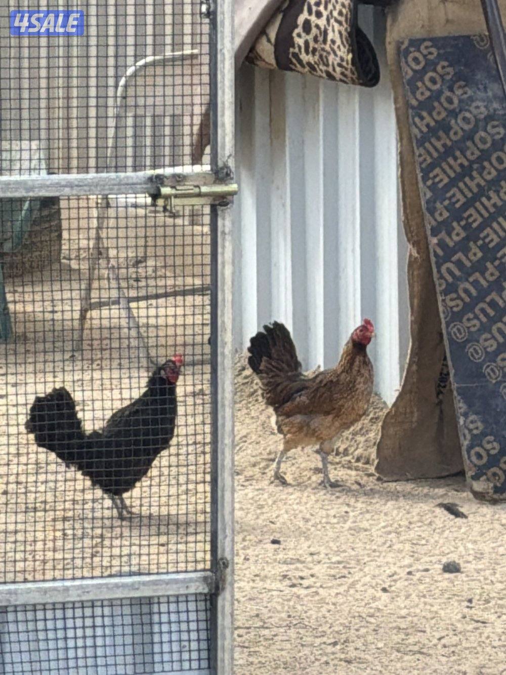 للبيع مجاميع دجاج بأفضل الاسعار 🌿🪶،المجموعه 4 وديج  ب101