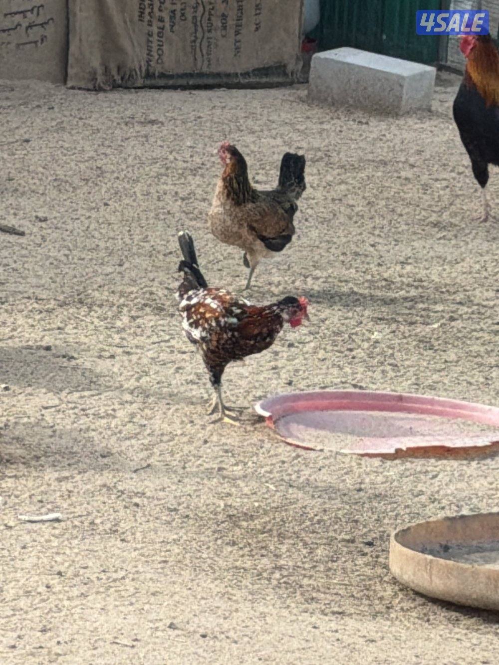للبيع مجاميع دجاج بأفضل الاسعار 🌿🪶،المجموعه 4 وديج  ب102