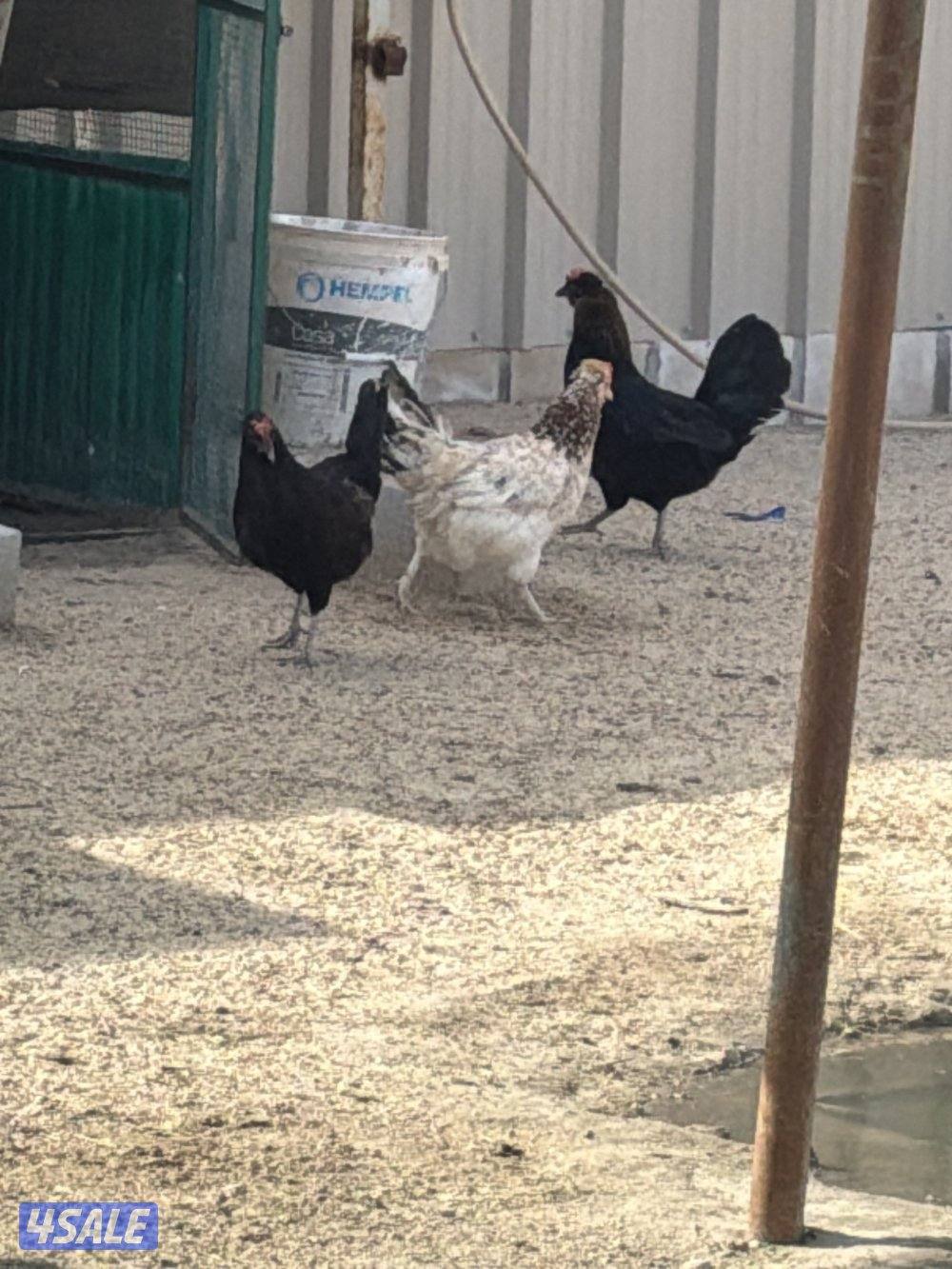 للبيع مجاميع دجاج بأفضل الاسعار 🌿🪶،المجموعه 4 وديج  ب103