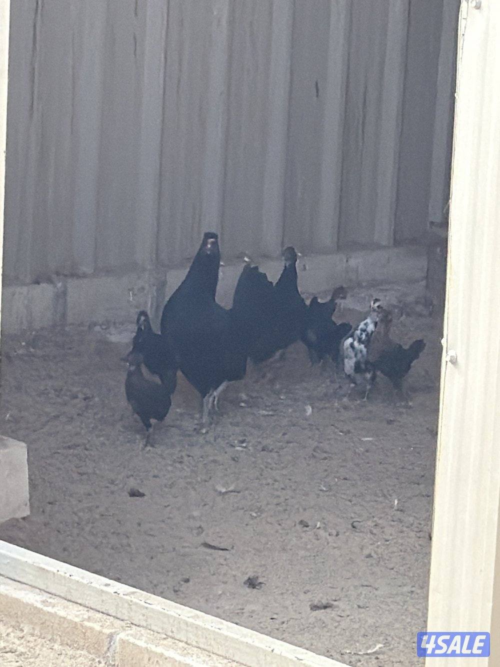 للبيع مجاميع دجاج بأفضل الاسعار 🌿🪶،المجموعه 4 وديج  ب105