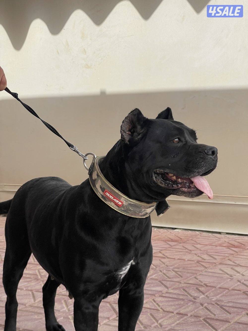 للبيع نثية كنق كورسو0