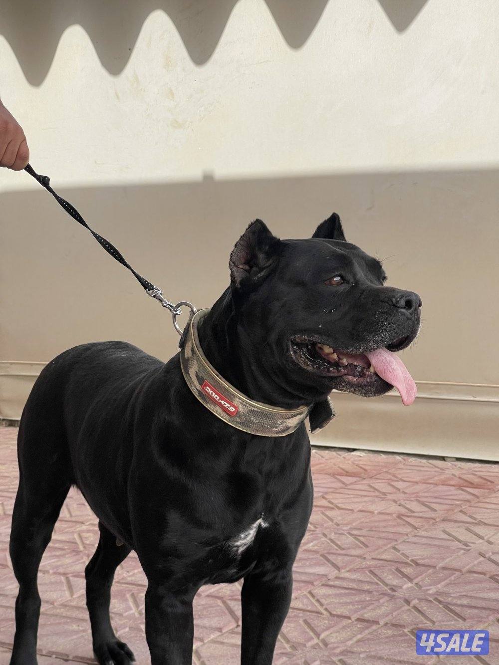 للبيع نثية كنق كورسو1