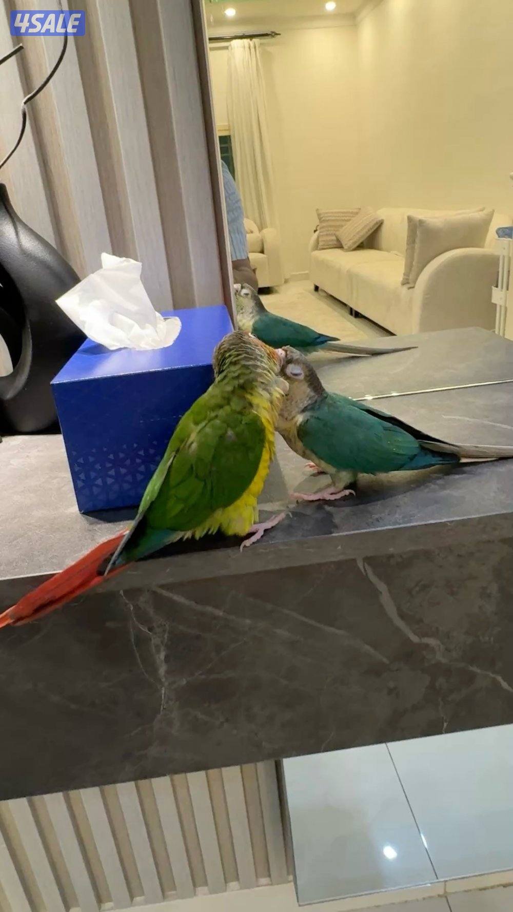 للبيع طيور كنيور أليفة  ( Green Cheek )  🌿🦜0