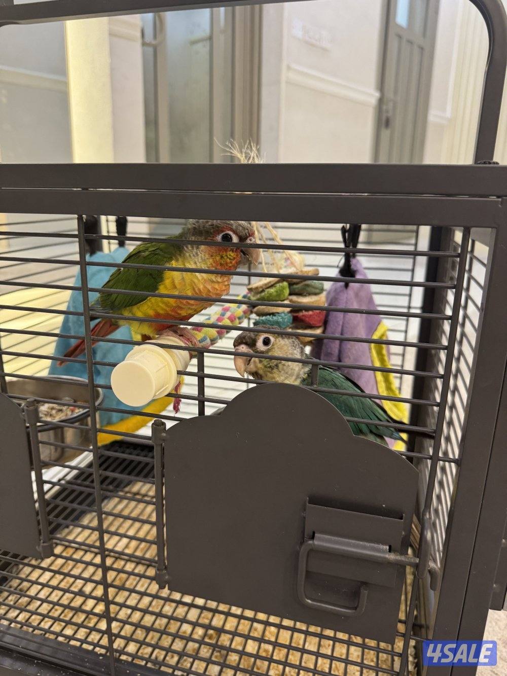 للبيع طيور كنيور أليفة  ( Green Cheek )  🌿🦜1