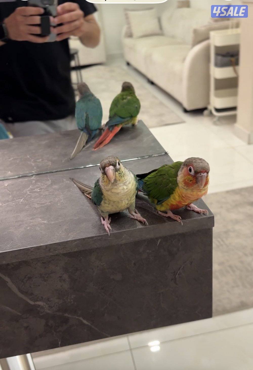 للبيع طيور كنيور أليفة  ( Green Cheek )  🌿🦜2