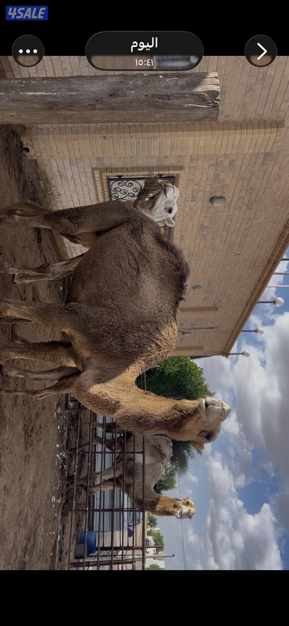 ناقتين للبيع0