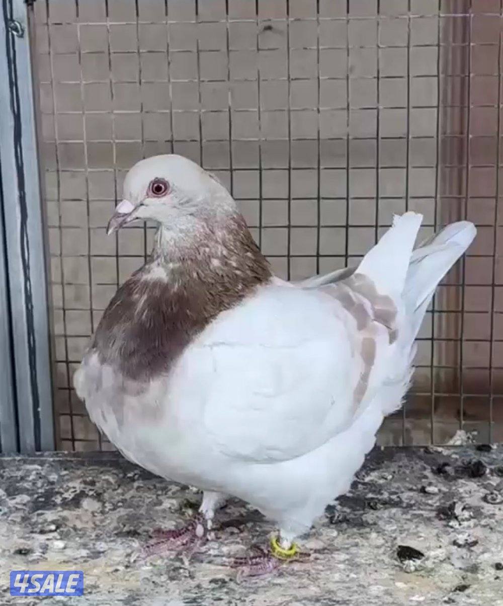 ازواج تاكسن منتجه0