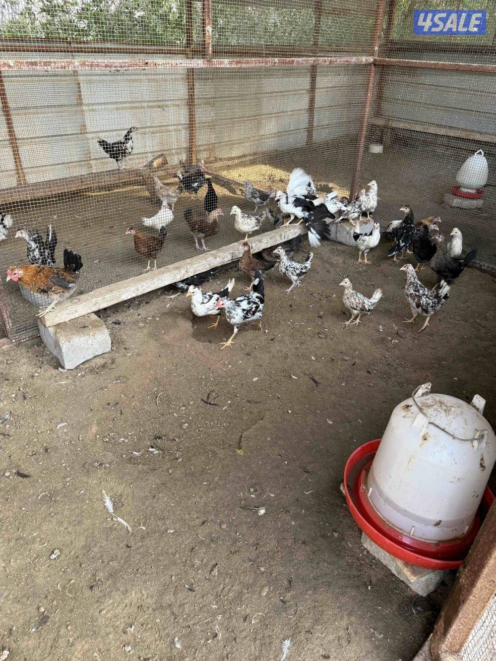 للبيع دجاج عربي اعمار مختلفه /وحمام لاحم ازواج1