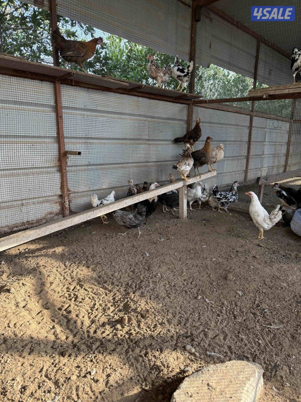 للبيع دجاج عربي اعمار مختلفه /وحمام لاحم ازواج2