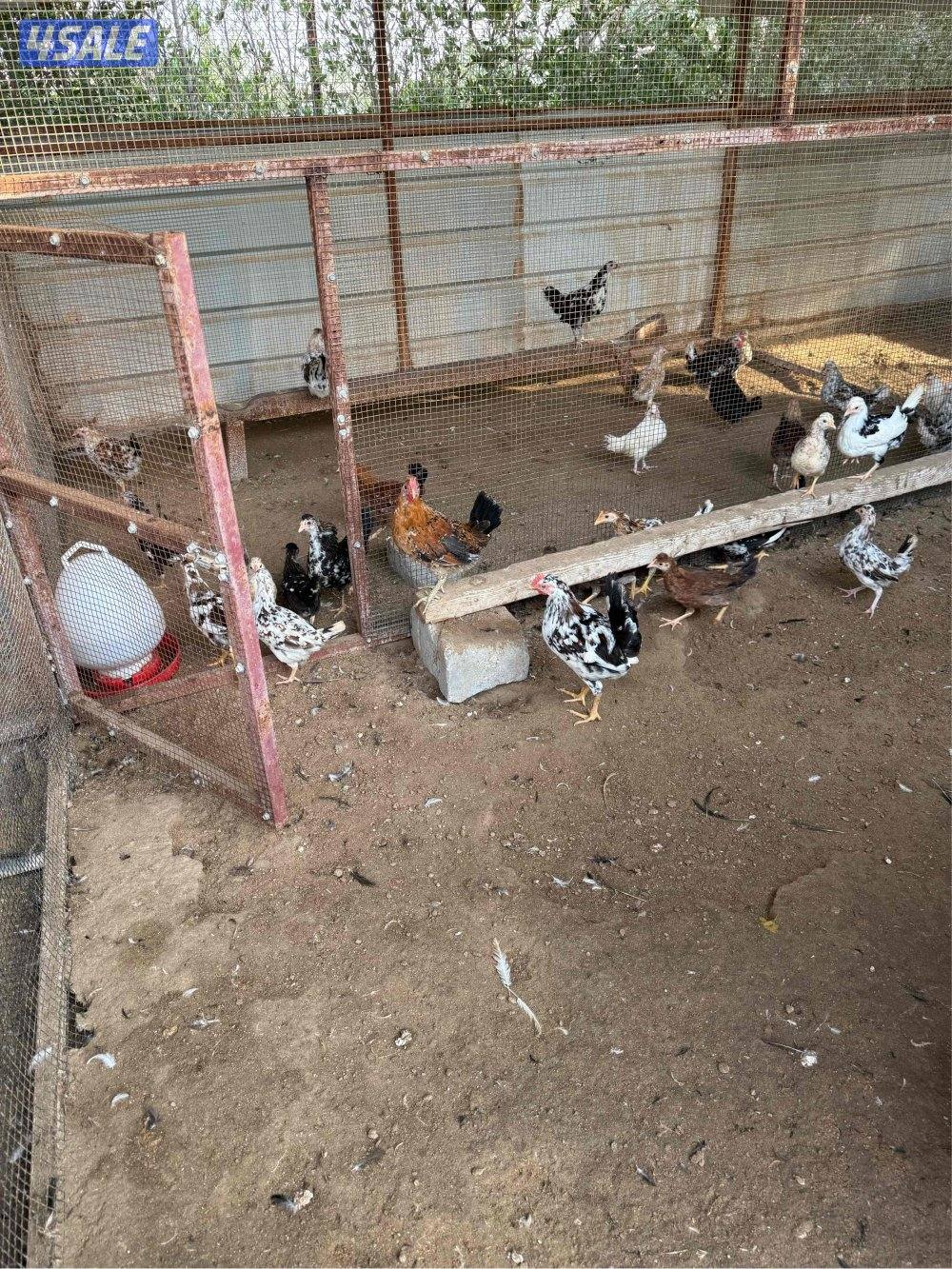 للبيع دجاج عربي اعمار مختلفه /وحمام لاحم ازواج3
