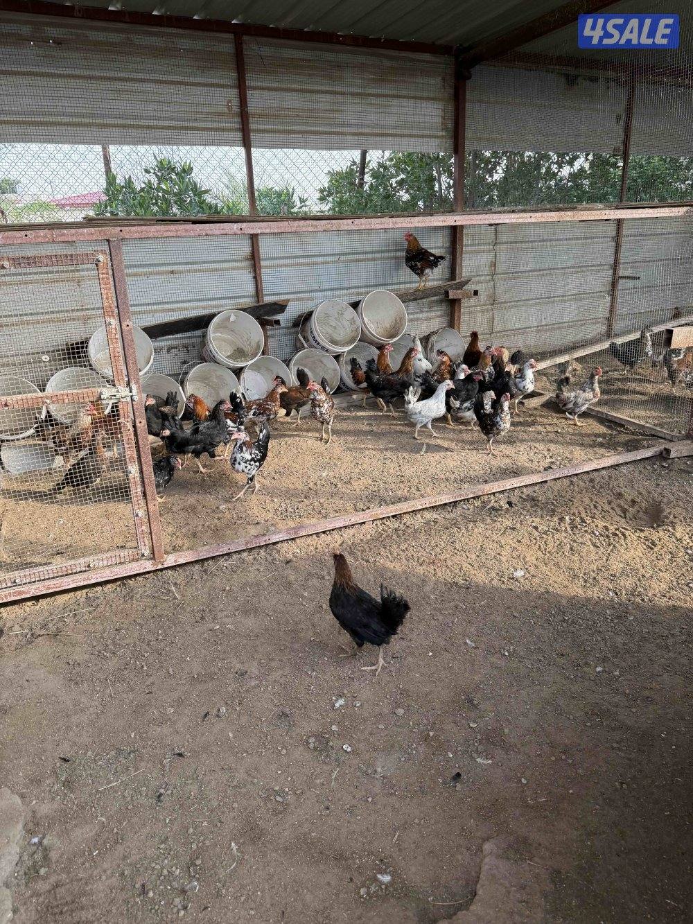 للبيع دجاج عربي اعمار مختلفه /وحمام لاحم ازواج4