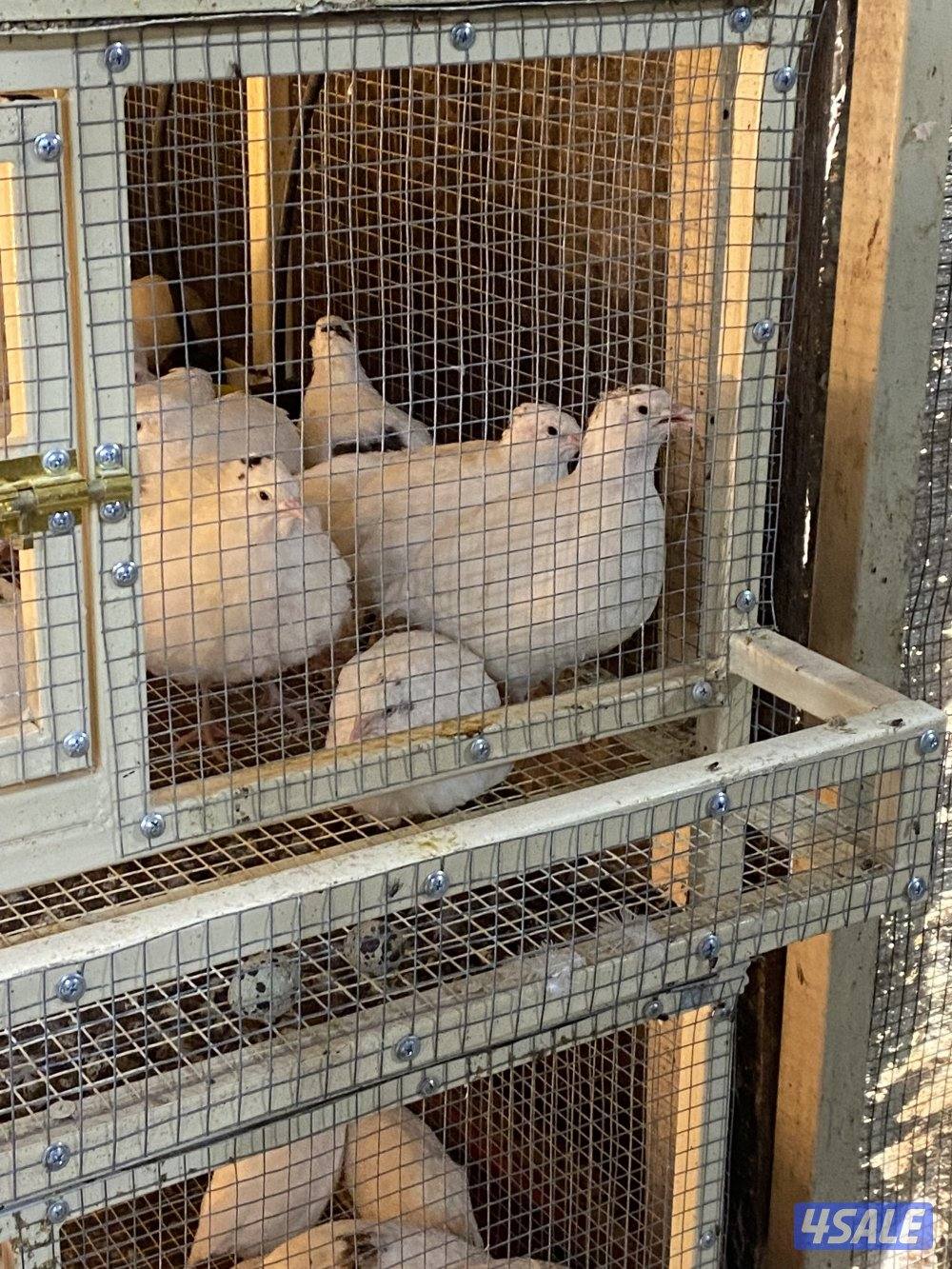 للبيع فري تكساس حجم طيبه+بيض0