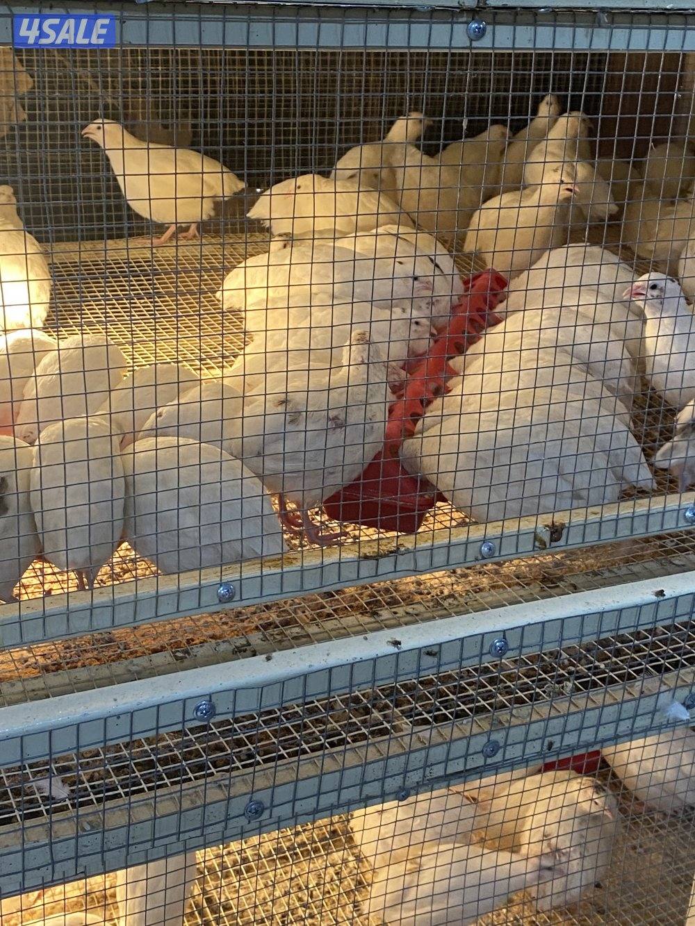 للبيع فري تكساس حجم طيبه+بيض1