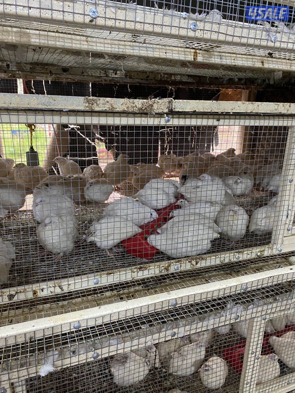 للبيع فري تكساس حجم طيبه+بيض2