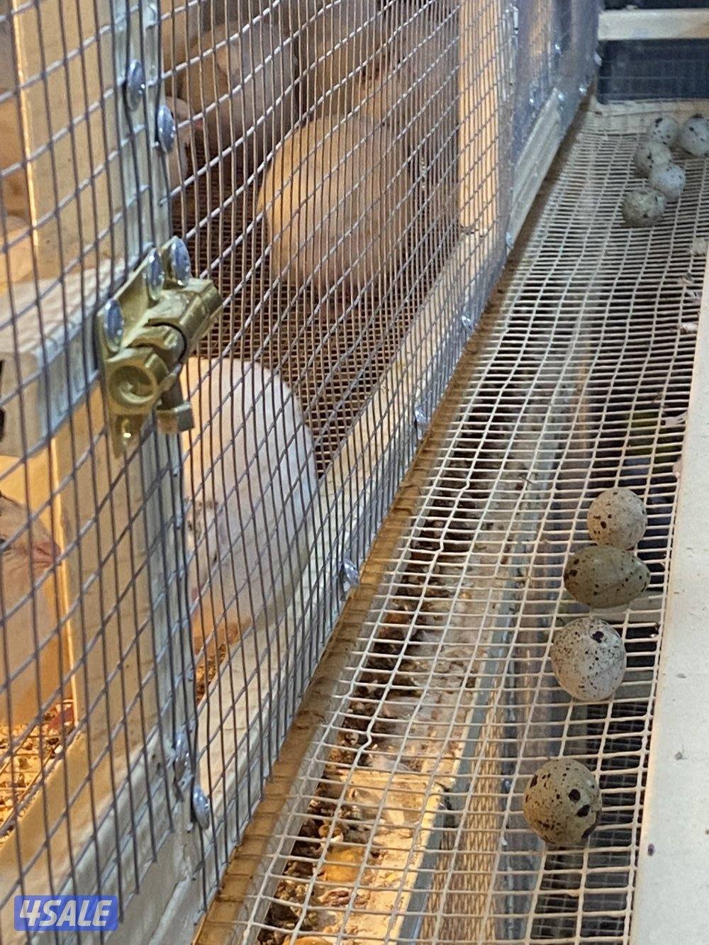 للبيع فري تكساس حجم طيبه+بيض3