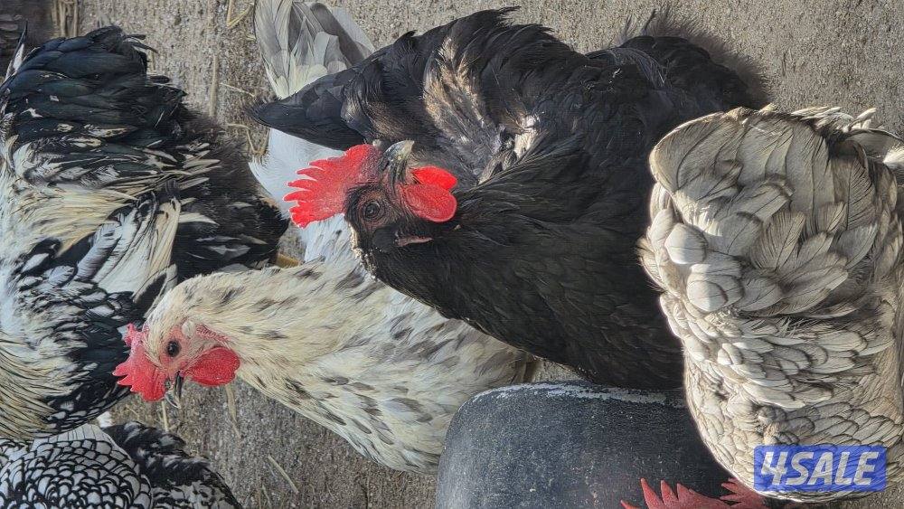 دجاج استارلوب1