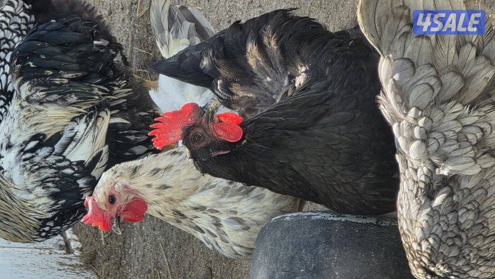 دجاج استارلوب2