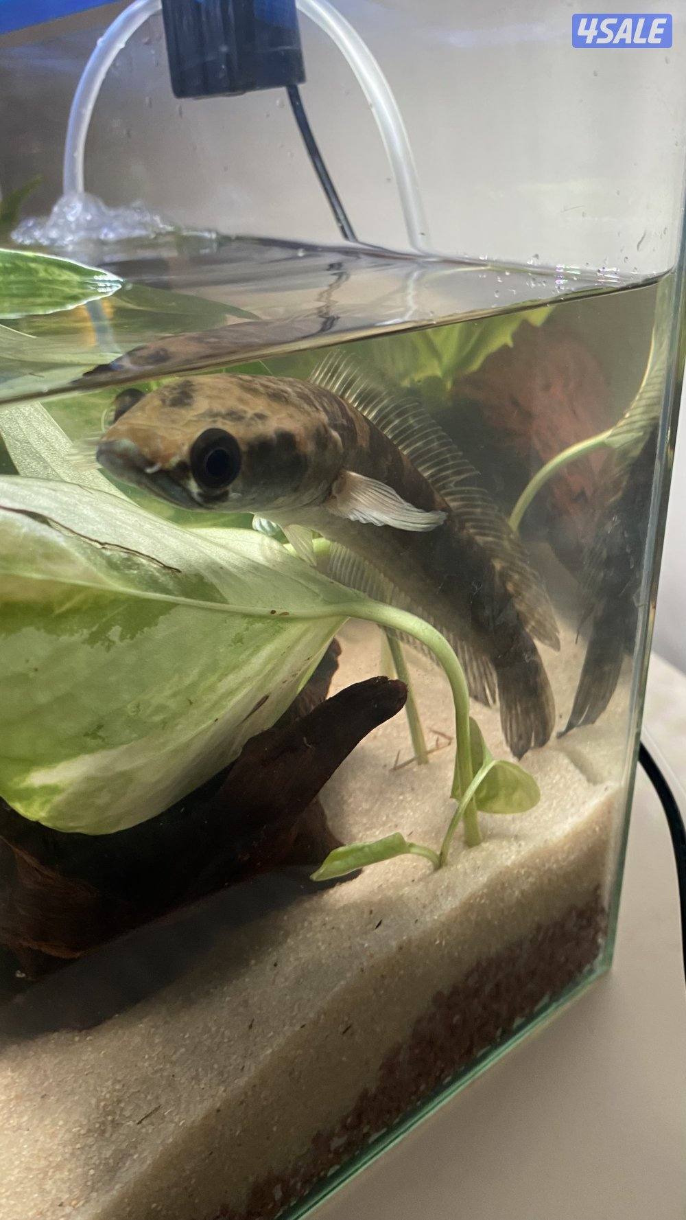 سمكه سنيك هيد0