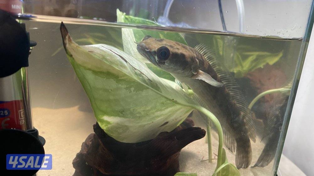 سمكه سنيك هيد1