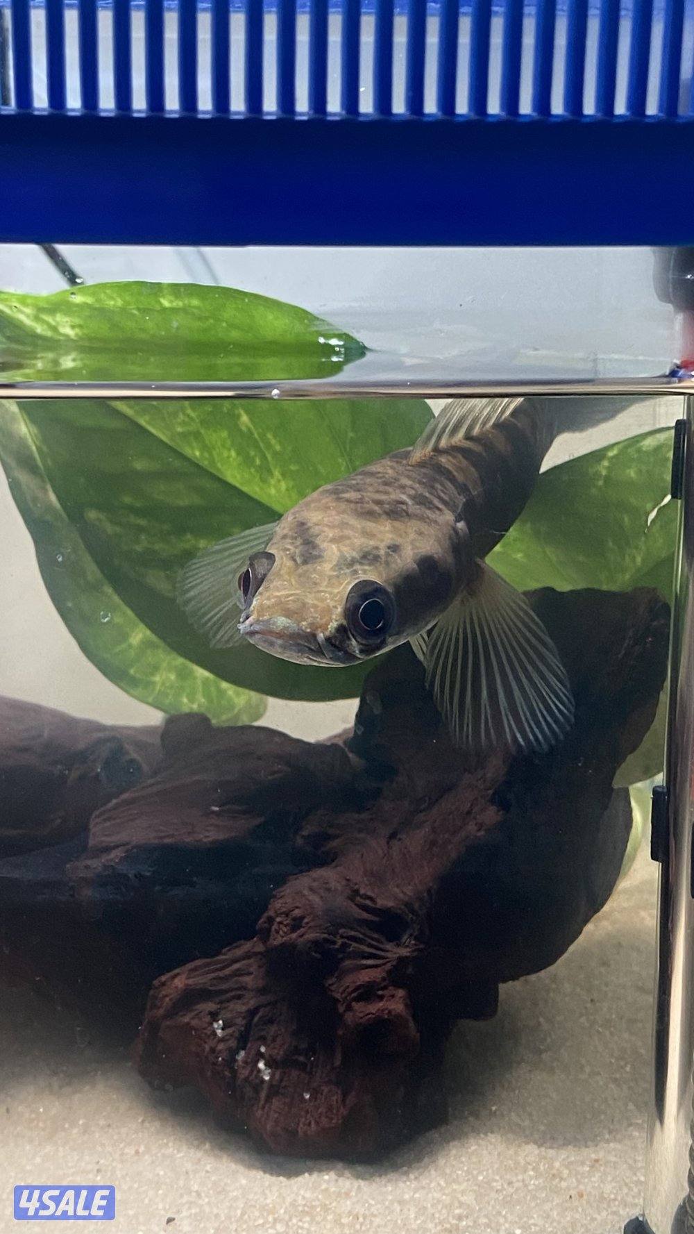 سمكه سنيك هيد2