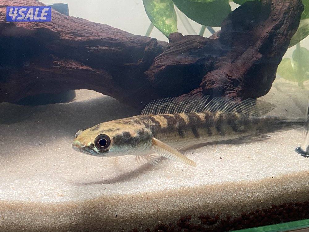 سمكه سنيك هيد3