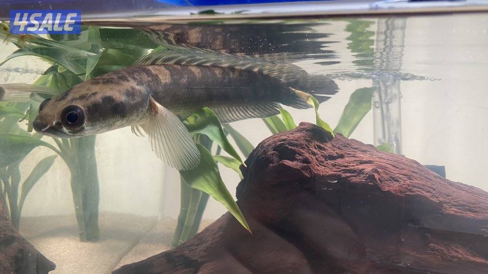 سمكه سنيك هيد4