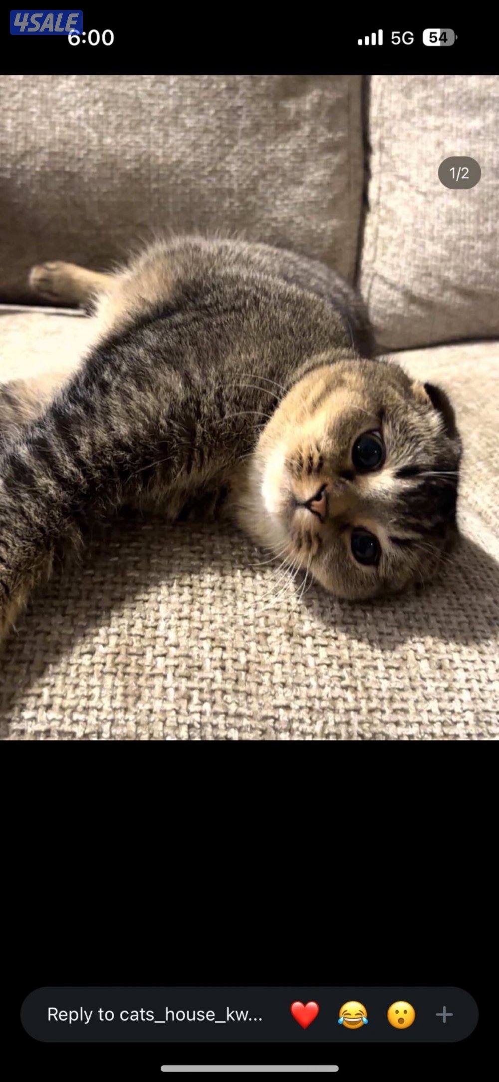 قطط للبيع/ذكر/عمره سنه/ سكوتش فولد اصلي اعلى سوم0