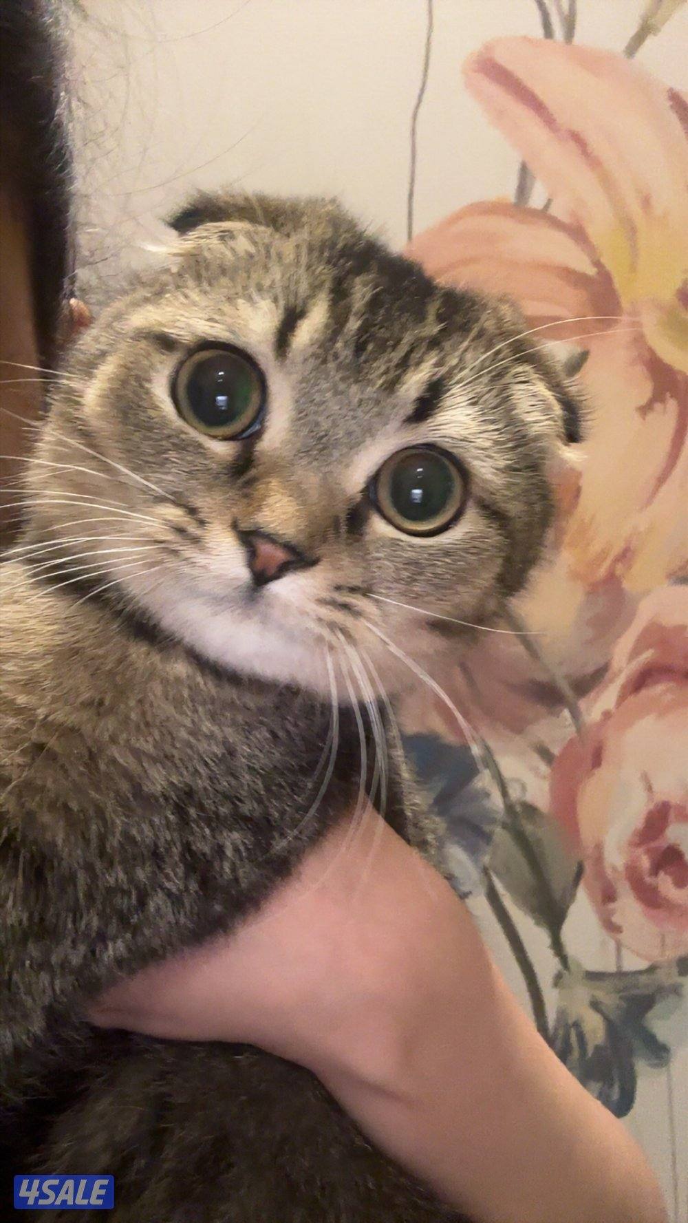 قطط للبيع/ذكر/عمره سنه/ سكوتش فولد اصلي اعلى سوم1