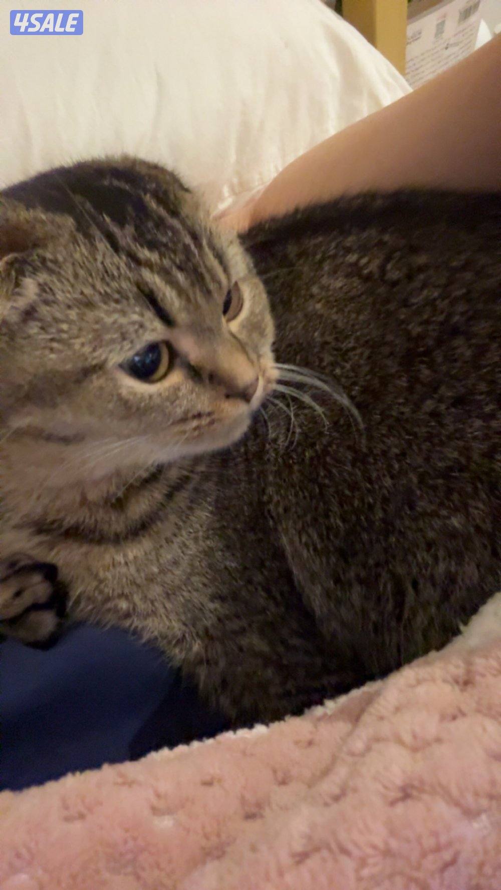 قطط للبيع/ذكر/عمره سنه/ سكوتش فولد اصلي اعلى سوم2