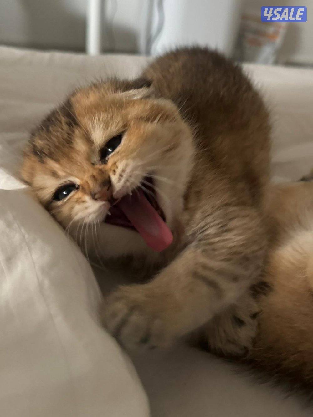 قطط سكوش فولد1