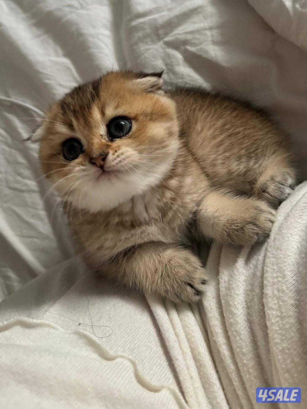 قطط سكوش فولد0