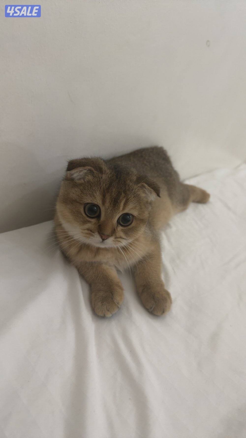 قطط سكوش فولد2