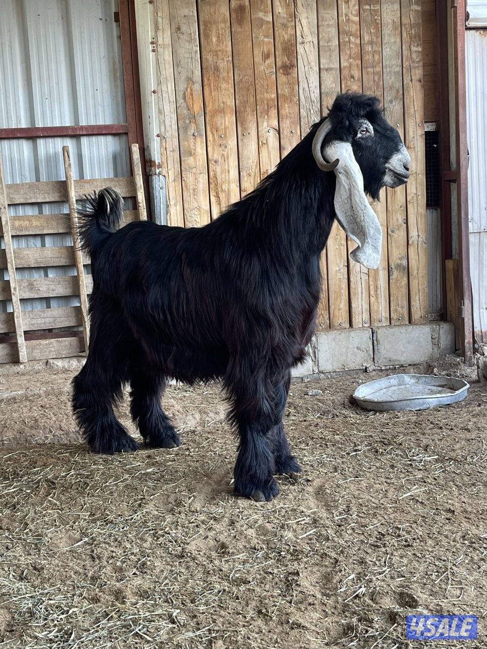 للبيع 3 تيوس عوارض مرسسه وخصم العمر سنه0