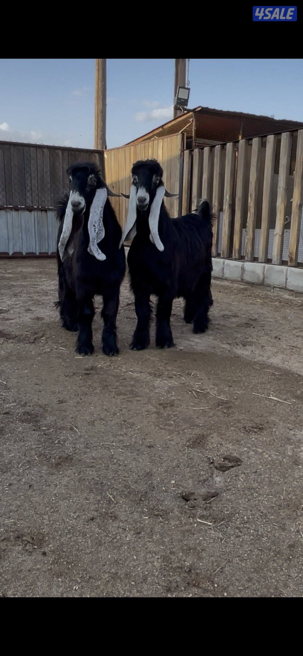 للبيع 3 تيوس عوارض مرسسه وخصم العمر سنه1