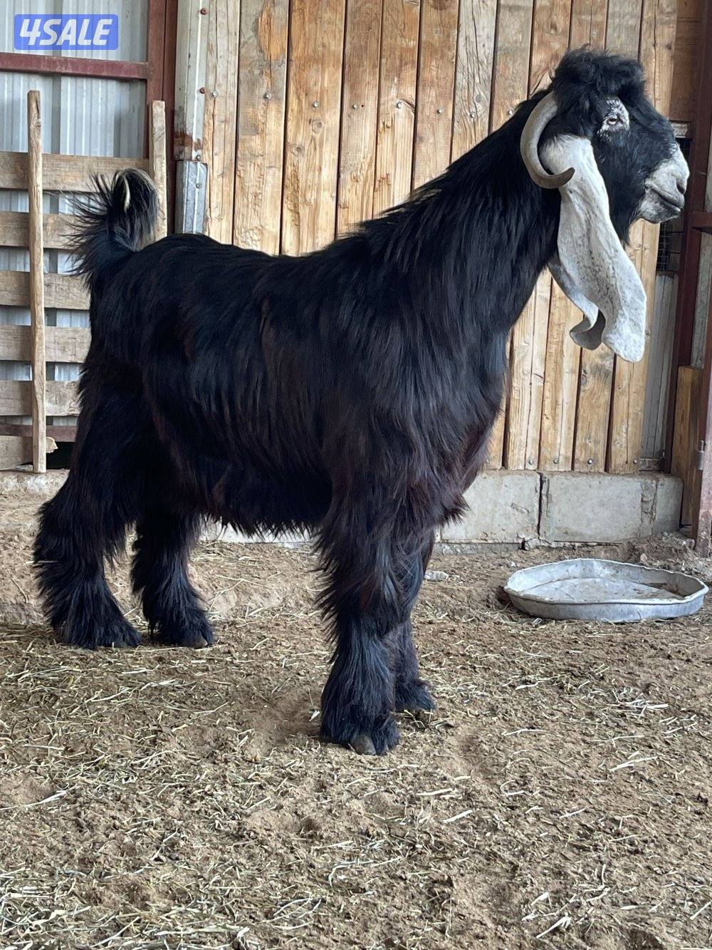 للبيع 3 تيوس عوارض مرسسه وخصم العمر سنه2