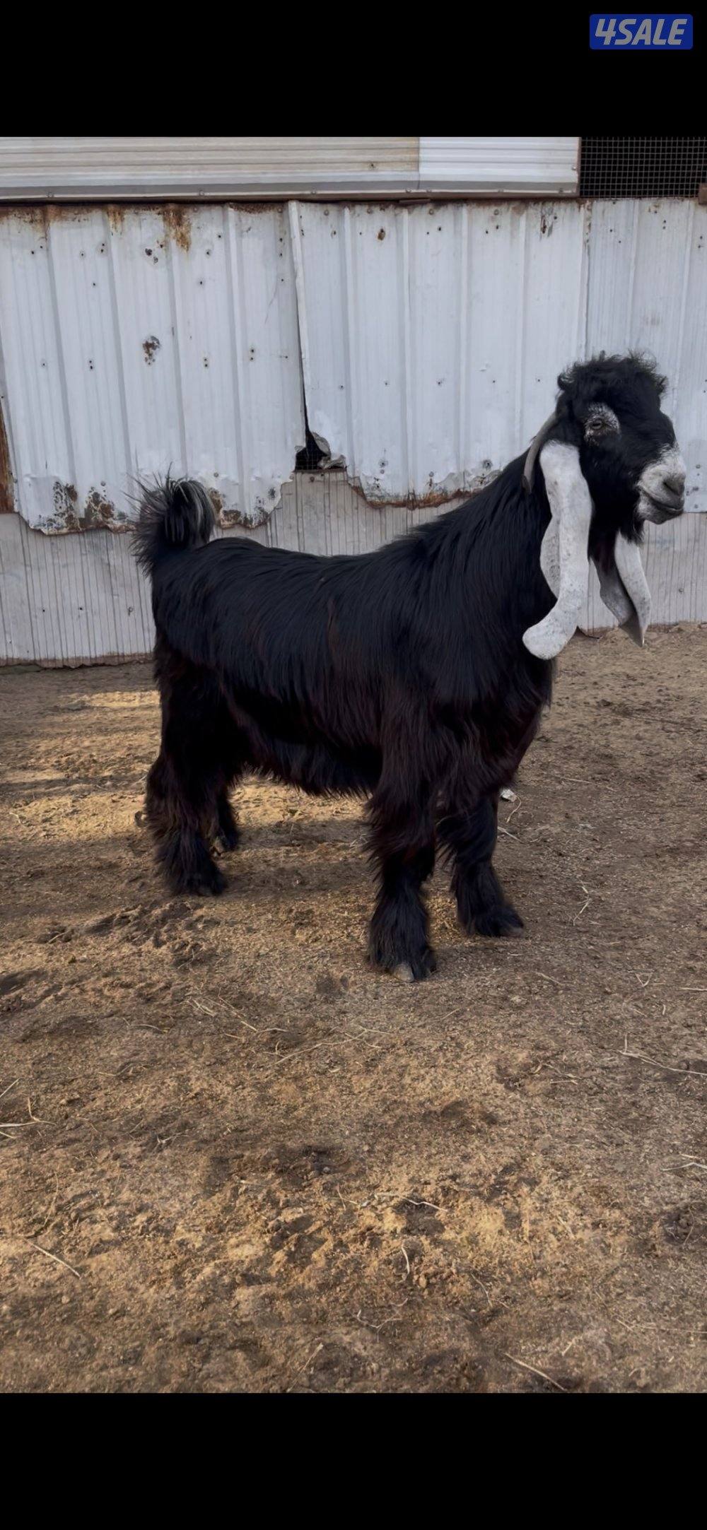 للبيع 3 تيوس عوارض مرسسه وخصم العمر سنه3