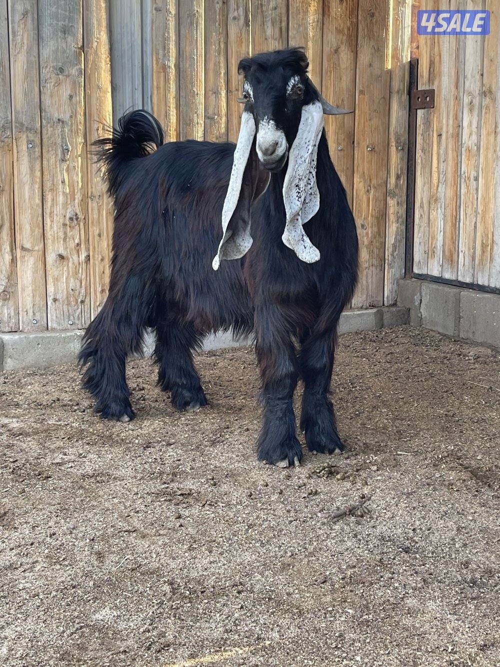 للبيع 3 تيوس عوارض مرسسه وخصم العمر سنه4