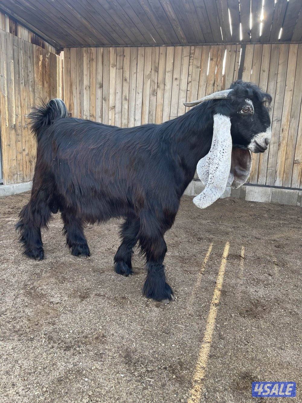 للبيع 3 تيوس عوارض مرسسه وخصم العمر سنه5